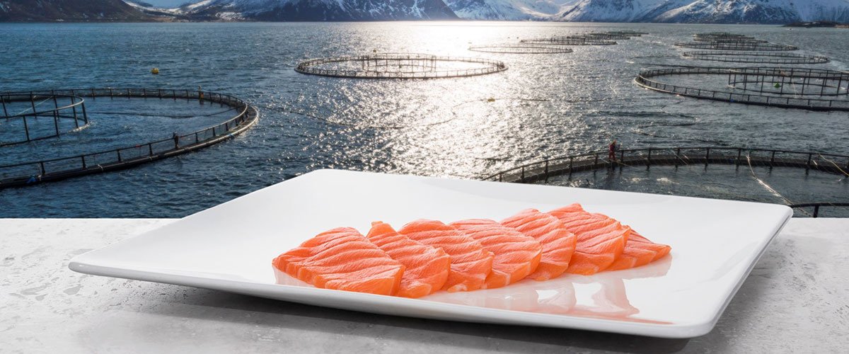 Unveiling the Excellence of Turkish Seafood: A Dive into Unparalleled Quality